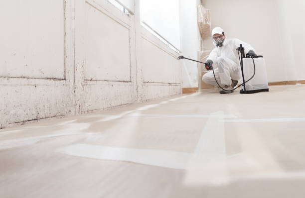 24/7 Emergency Black Mold Remediation experts in Scotts, MI