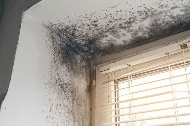 Affordable Black Mold Remediation solutions in Scotts, MI