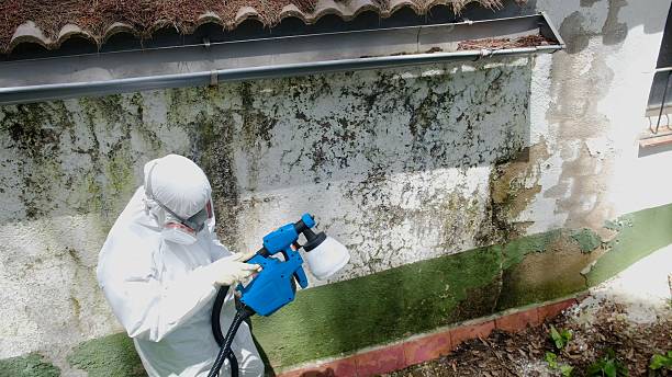 Top rated local Black Mold Remediation specialists in Scotts, MI